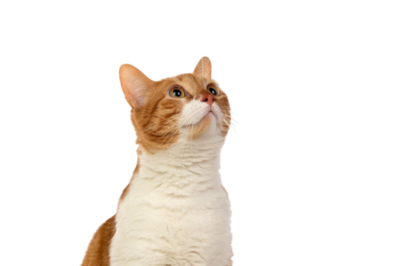 gato-adulto-marron-blanco